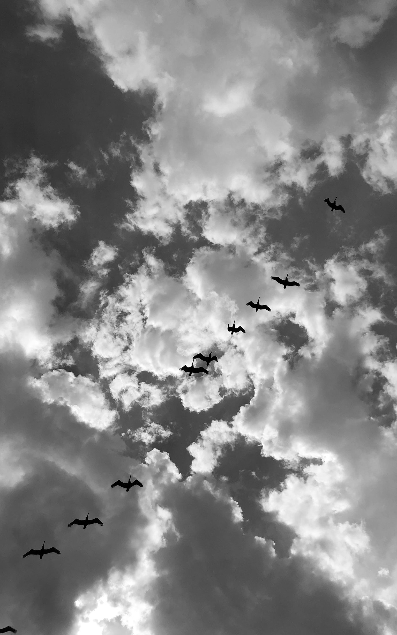 A wide black-and-white sky of drifting clouds with birds in flight.